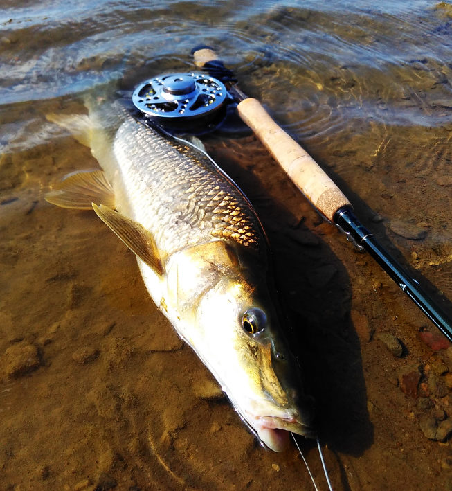 Almencla 10x Pêche à la Mouche Leurre à la Popper Assortiment Leurres de Pêche à la Basse Mouches à la Basse